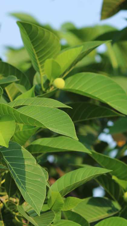 10 Most Expensive Trees in India - VOOH