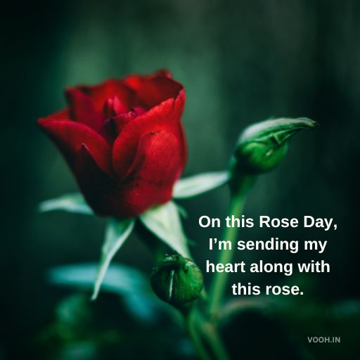 Single Rose with Love